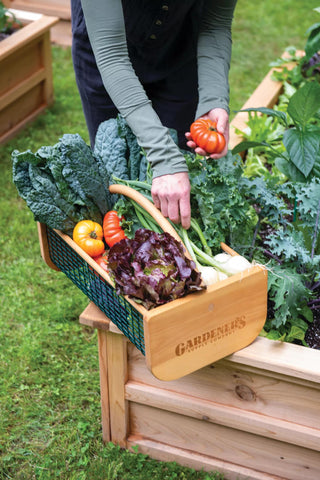 || https://assets.gardeners.com/transform/fb9a5fba-ed70-4a06-b4ad-f3ec32debfa3/39-761_1416-tif