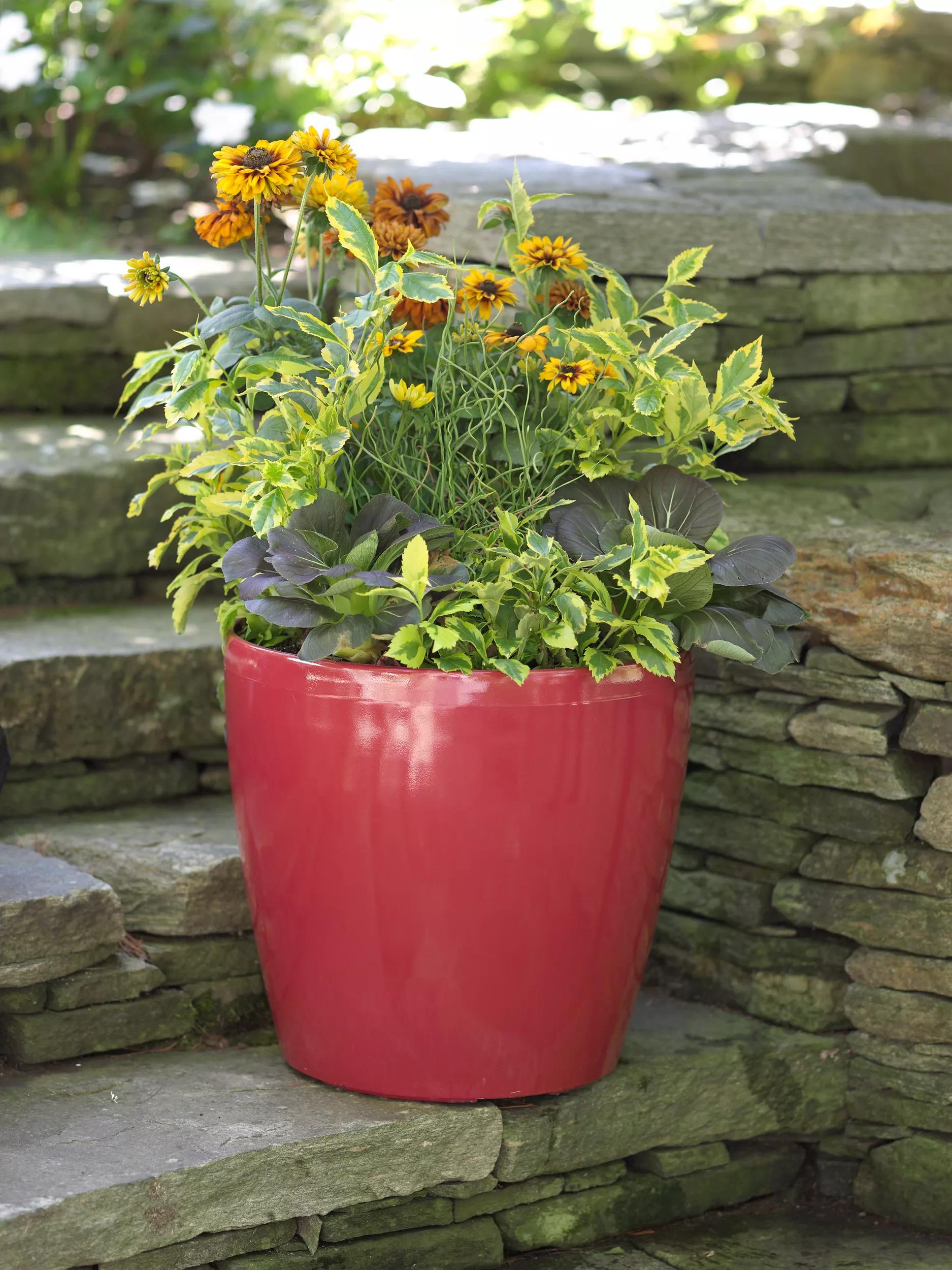 viva self watering rolling planter Viva™ Round Self-Watering Rolling Planter, 17.25” Diameter