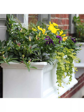  || https://assets.gardeners.com/transform/32a32f97-e2ce-49de-a94c-6054ea16b61b/39345_102V-3-4