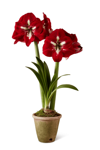 Premium Amaryllis Bulb for Sale