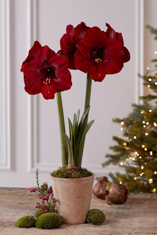 Premium Amaryllis Bulb for Sale