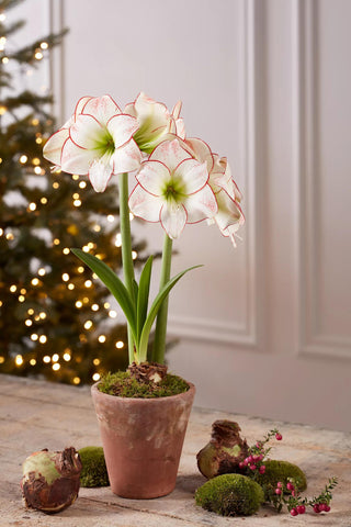 Premium Amaryllis Bulb for Sale