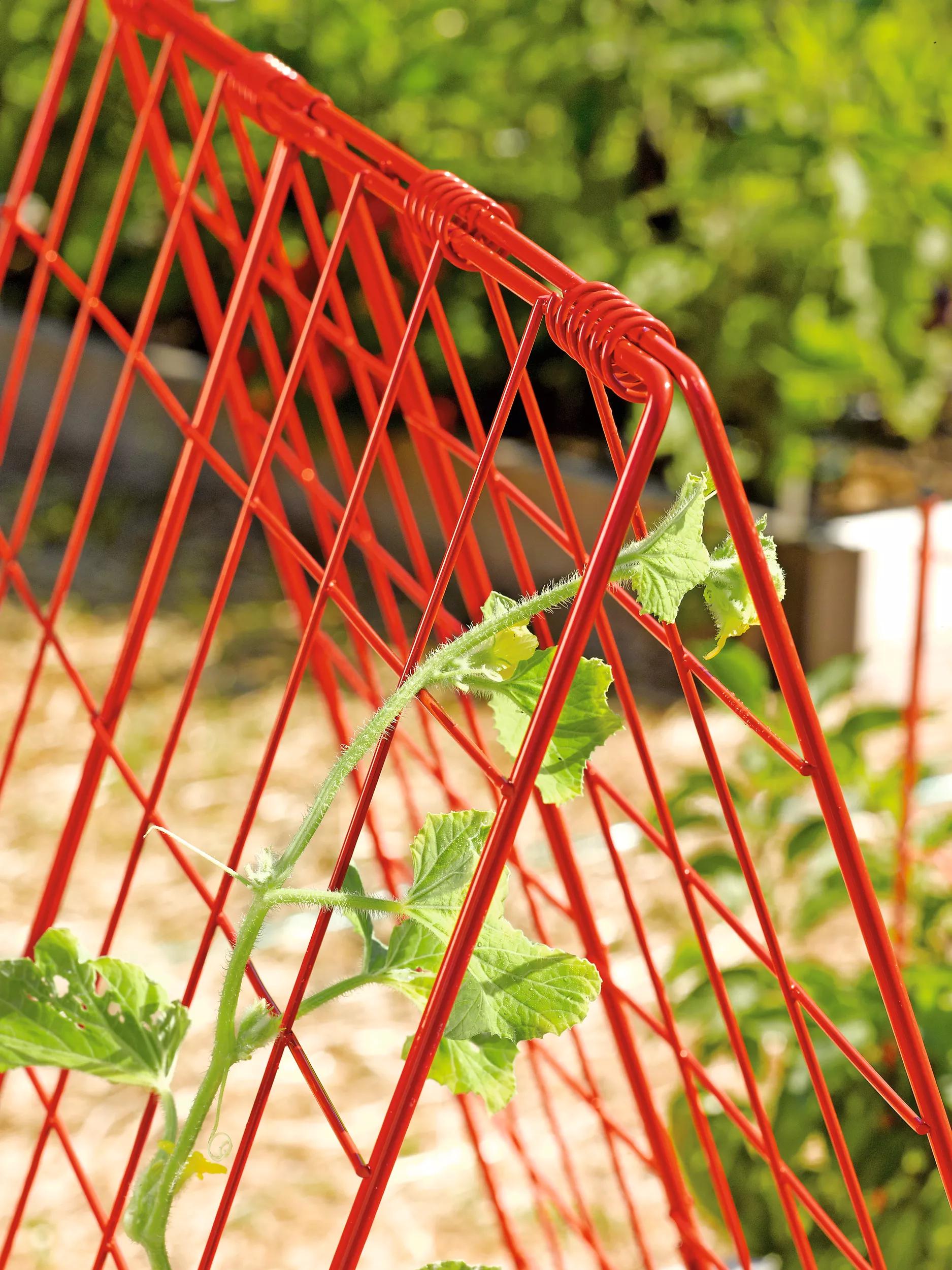 cucumber planter box with trellis Deluxe Cucumber Trellis