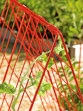  || https://assets.gardeners.com/transform/a92e1b7b-cfcd-4512-ba8d-02cf6e994c26/39806_542-tif