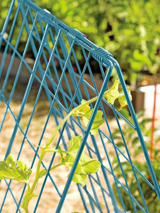  || https://assets.gardeners.com/transform/26722770-36b4-490f-9ca6-c96a43bc8896/39806_BLUE_100-tif