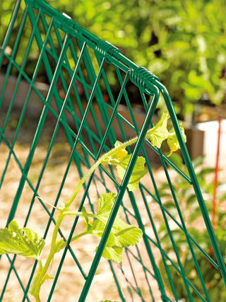  || https://assets.gardeners.com/transform/1770c5de-75cf-4ecc-a6b5-b9b69ccbe901/39806_GR_edit-tif