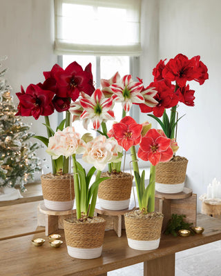 Deluxe Potted Amaryllis with Stake