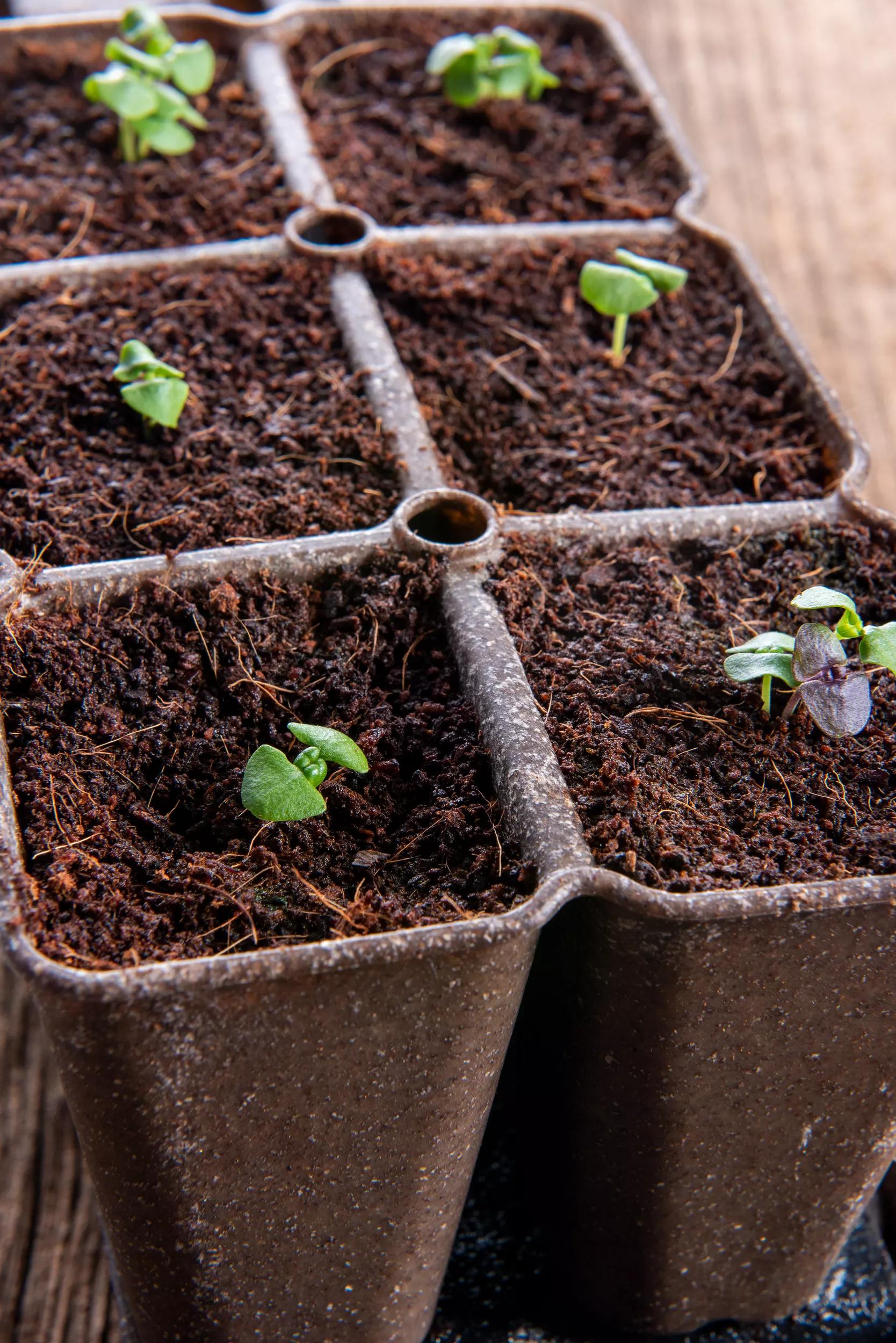 planting seeds in coco coir Coco Coir Seed Starting Mix