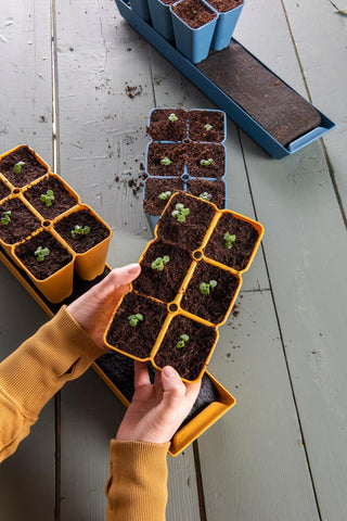  || https://assets.gardeners.com/transform/9c2ba763-c856-40aa-bad3-597180ede9a4/40-135_6186