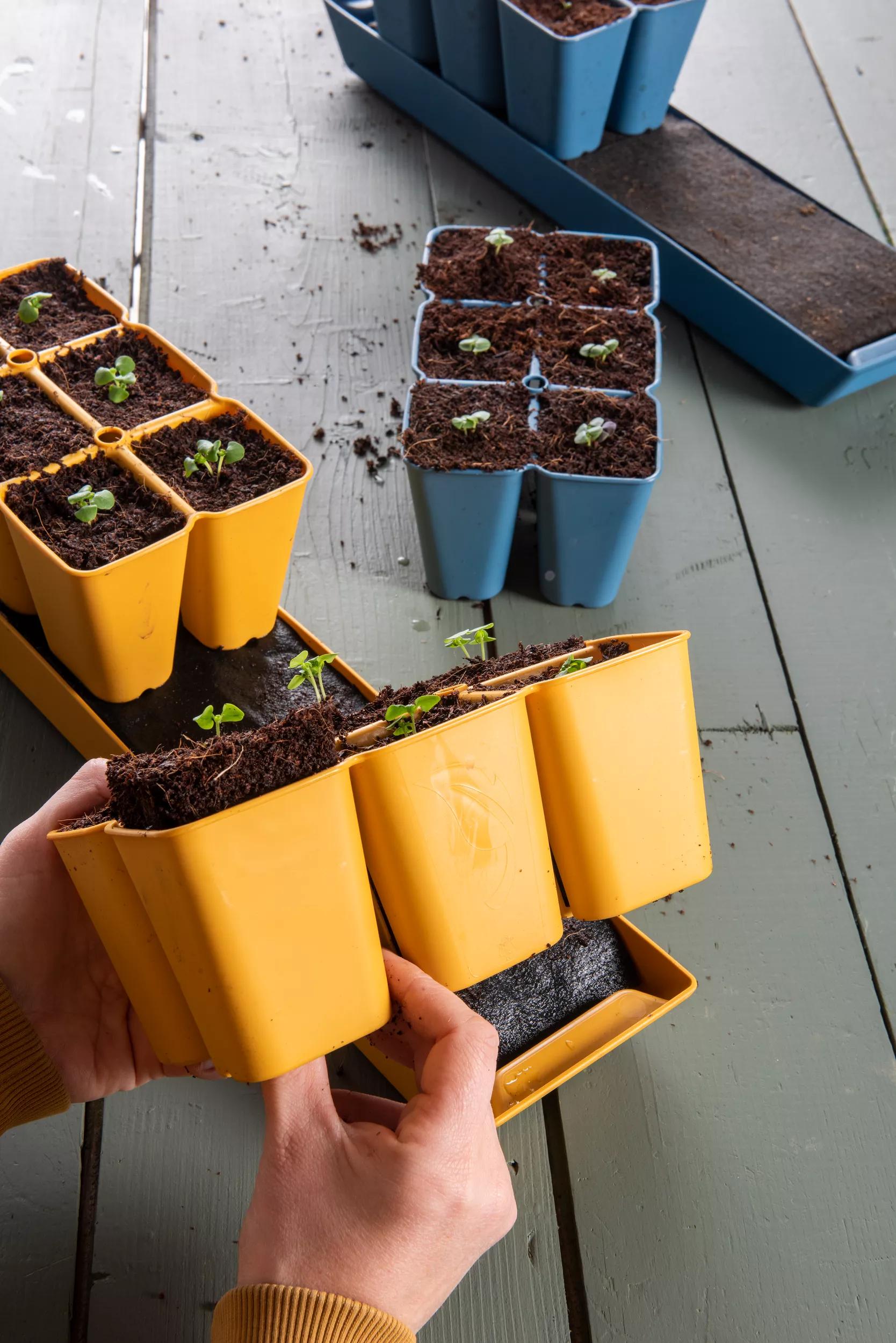 best places to buy seeds and starter plants Gardener's Best® XL Seed Starting Kit