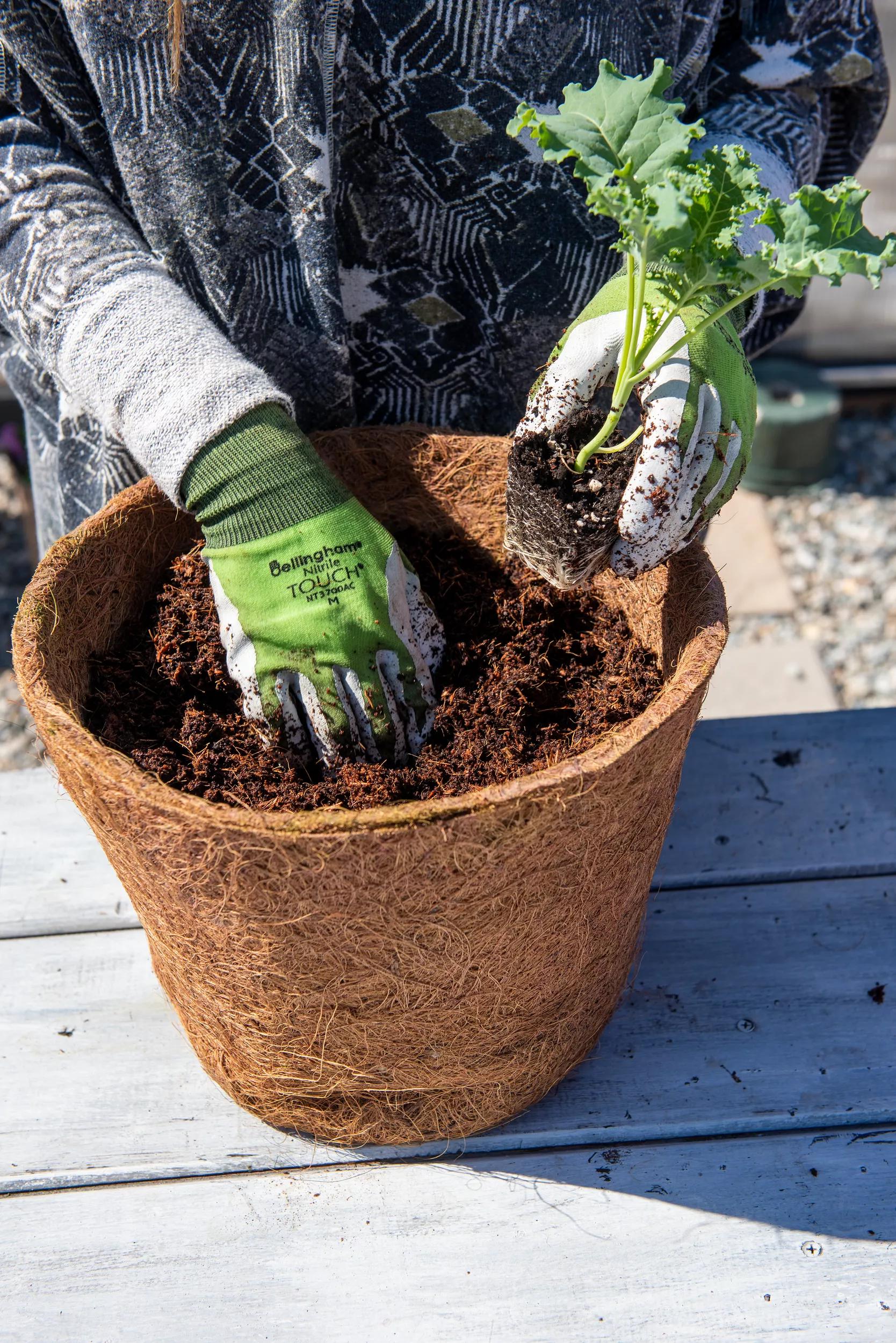 coco coir potting mix Coco Coir Potting Mix