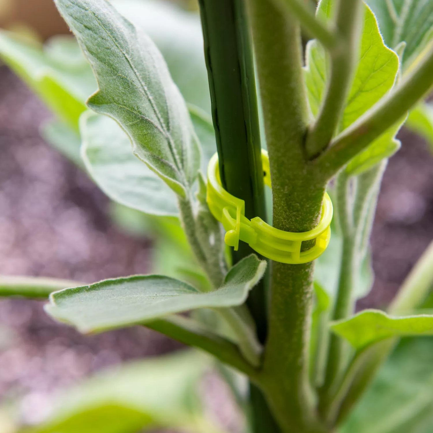 Plant Supports | Gardener's Supply