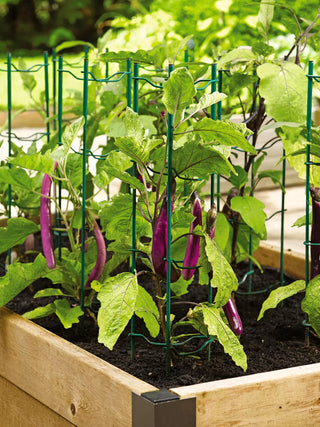  || https://assets.gardeners.com/transform/ced37b43-b9c4-4ddd-a358-5e87a8dcfba7/40308_2116-tif