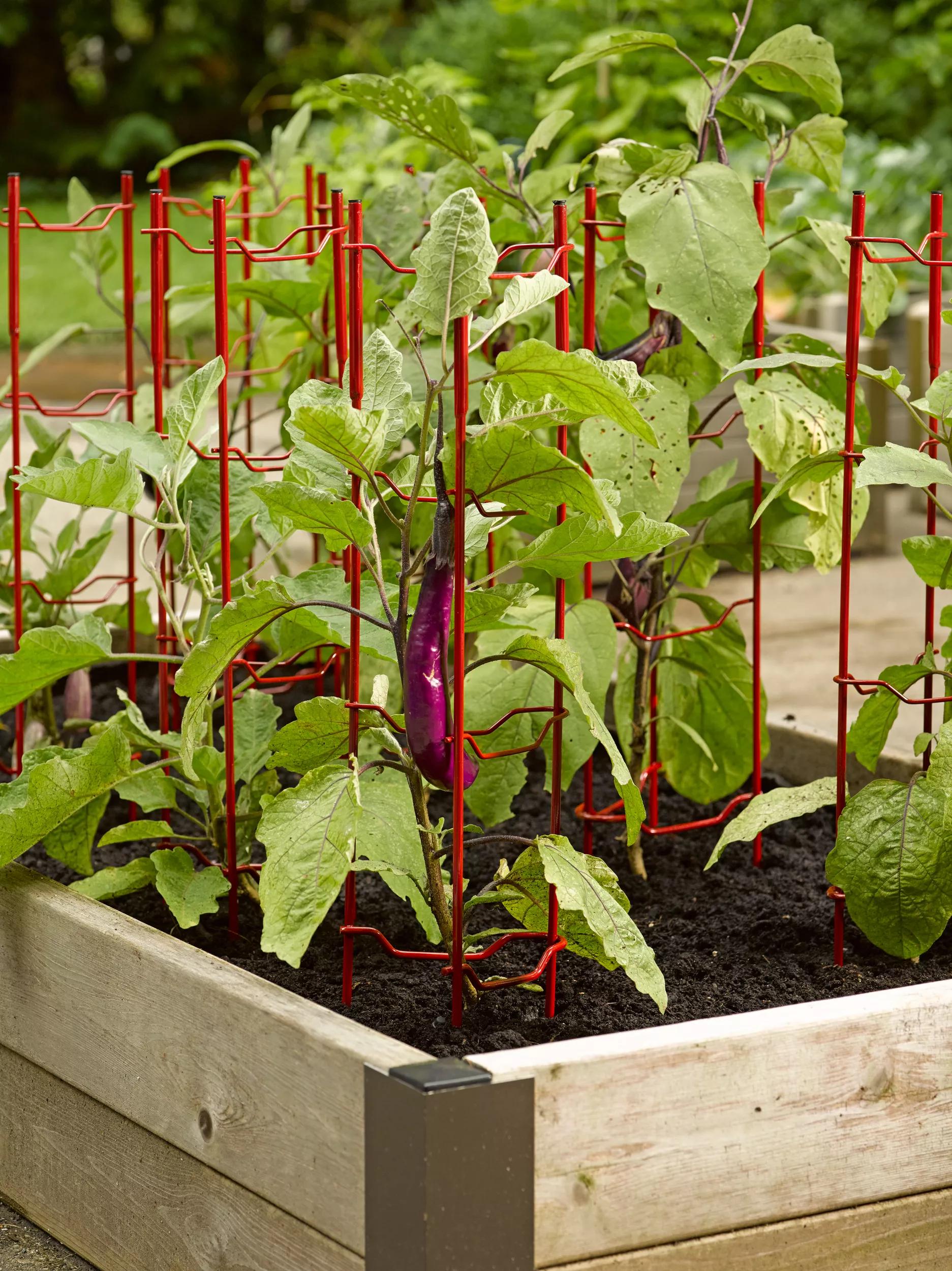 staking pepper plants in pots Pepper and Eggplant Stakes