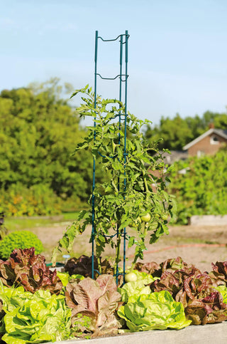  || https://assets.gardeners.com/transform/97e53431-b090-4e9d-b121-4385989d4cd1/40309_100-tif