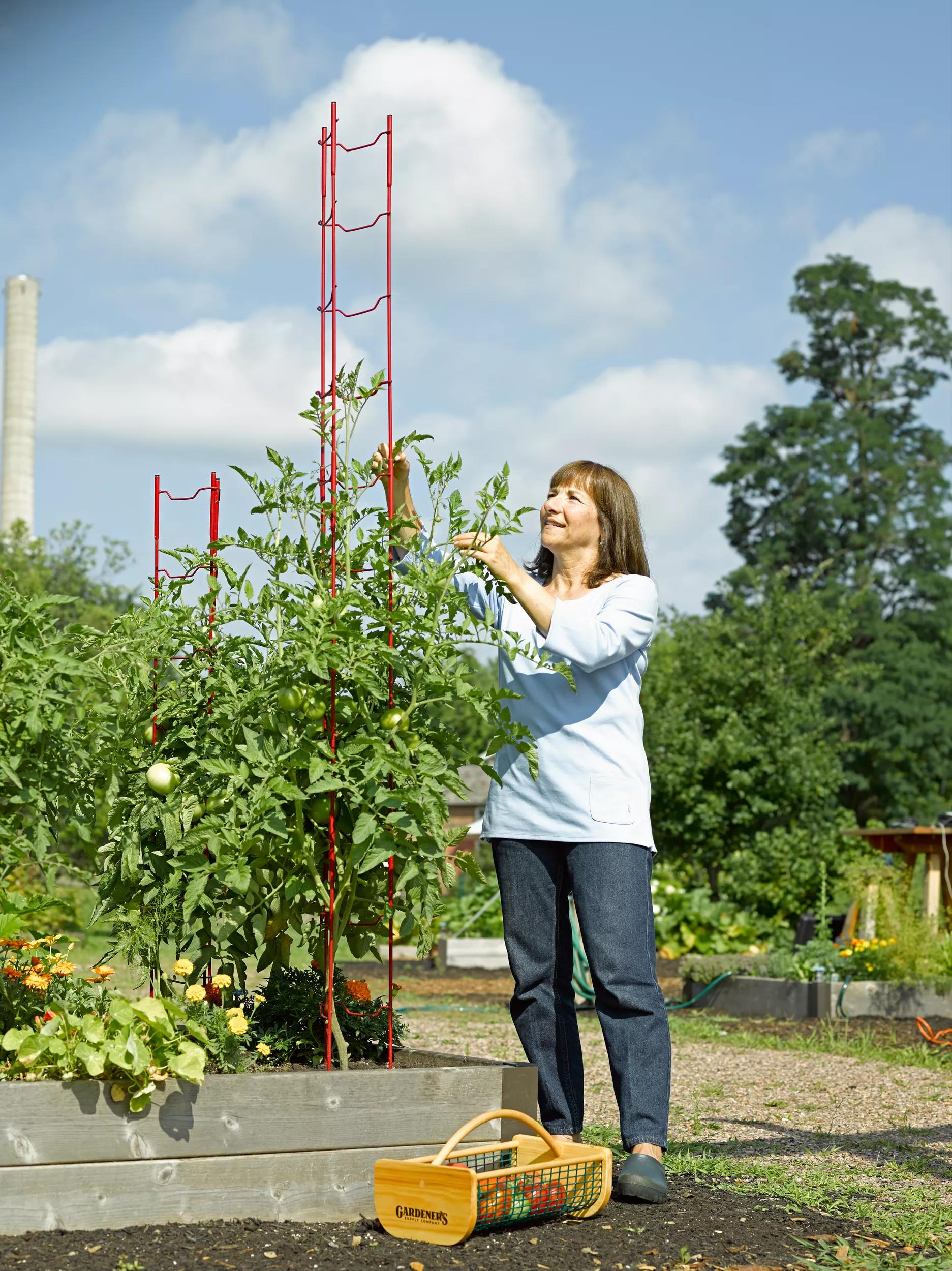 ladder trellis for plants Stacking Tomato Ladders, Set of 6