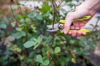  || https://assets.gardeners.com/transform/8d280171-ba5d-4146-a987-8d84ae3d02a9/8586314_027-tif