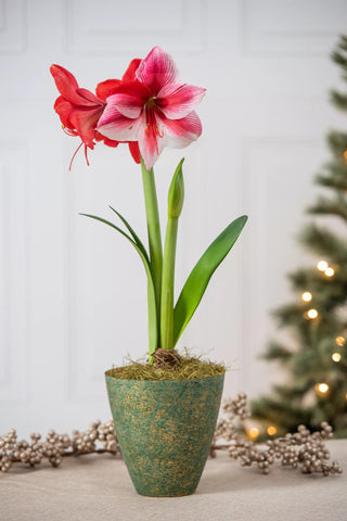  || https://assets.gardeners.com/transform/31c4fa2c-7c76-455e-9ad8-7d15d8c51691/8586345_6958-gervase-potted-amaryllis-tif