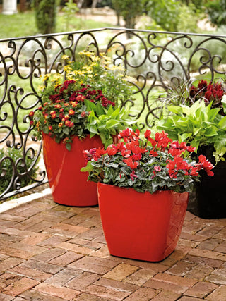  || https://assets.gardeners.com/transform/7193378a-b38d-40f9-82f7-b30b1e1752b9/8586699_982-tif