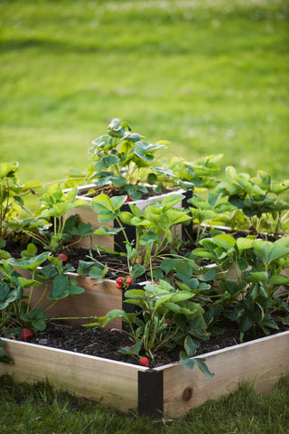  || https://assets.gardeners.com/transform/2eca81b8-31f7-40c5-b155-0a3f0d518194/8586752_4530-tif
