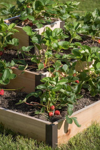  || https://assets.gardeners.com/transform/a5823817-ba55-417e-9735-d6184f405961/8586752_4552-tif