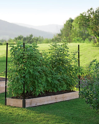 Raspberry Bed (7.25 D)