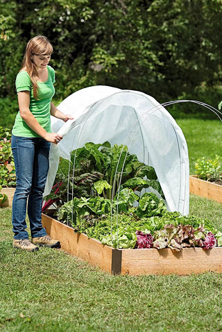  || https://assets.gardeners.com/transform/ce181e9b-171e-4ec9-846b-15f9b9cd8fdf/8586835_01-tif