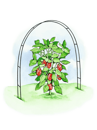  || https://assets.gardeners.com/transform/5f7d97d3-ecb5-4410-860e-739de75c670d/8586835_02S-tif