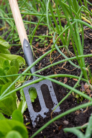  || https://assets.gardeners.com/transform/b88be8c1-3c5a-4d52-9fce-5f3a9e0ae011/8586973_2383-tif