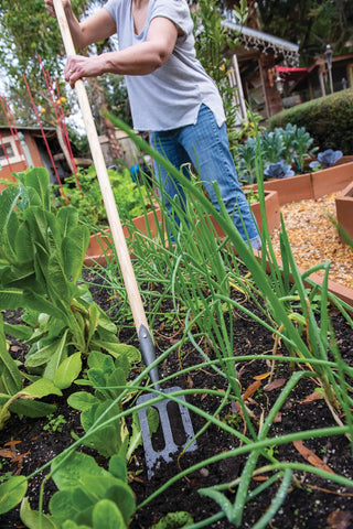  || https://assets.gardeners.com/transform/e4bc5222-c08e-4129-91b5-68374eaa753a/8586973_2385-tif