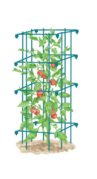  || https://assets.gardeners.com/transform/e23930d9-d801-4ba5-9815-a516cc4018b9/8587039_TomatoCage_BLUE-tif