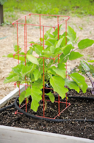  || https://assets.gardeners.com/transform/7a137664-e0a0-406b-97ea-67b9ab339db4/8587048_103-tif