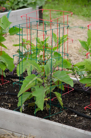 || https://assets.gardeners.com/transform/3306c13b-b77a-4c23-aca6-b7b29ec08dbe/8587048_1073-tif