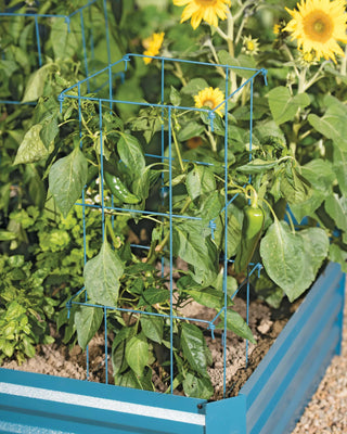  || https://assets.gardeners.com/transform/0634e3a5-79ed-43a6-a606-8a67627588c3/8587048_9792-tif