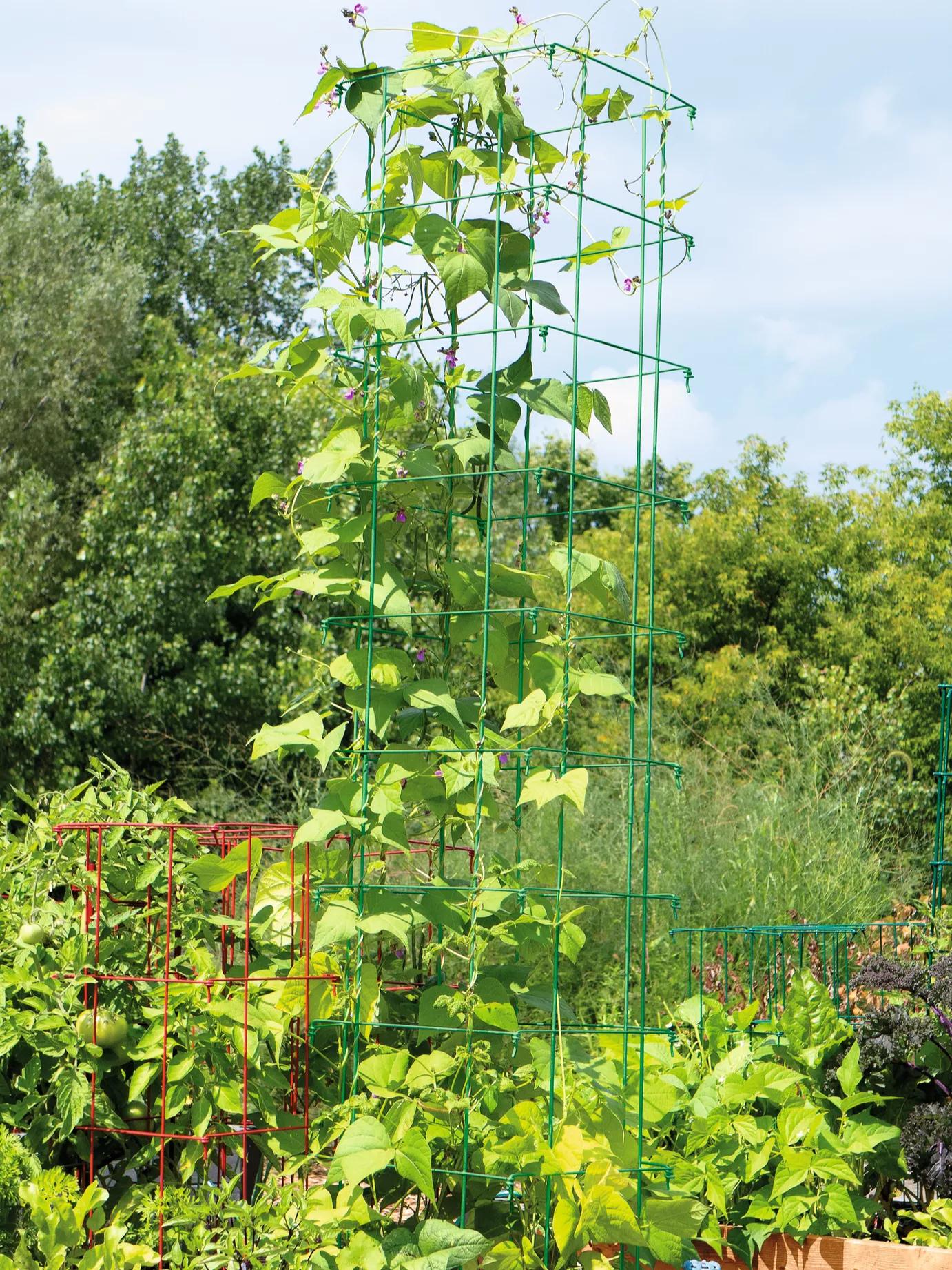 planting green beans with trellis Bean Tower