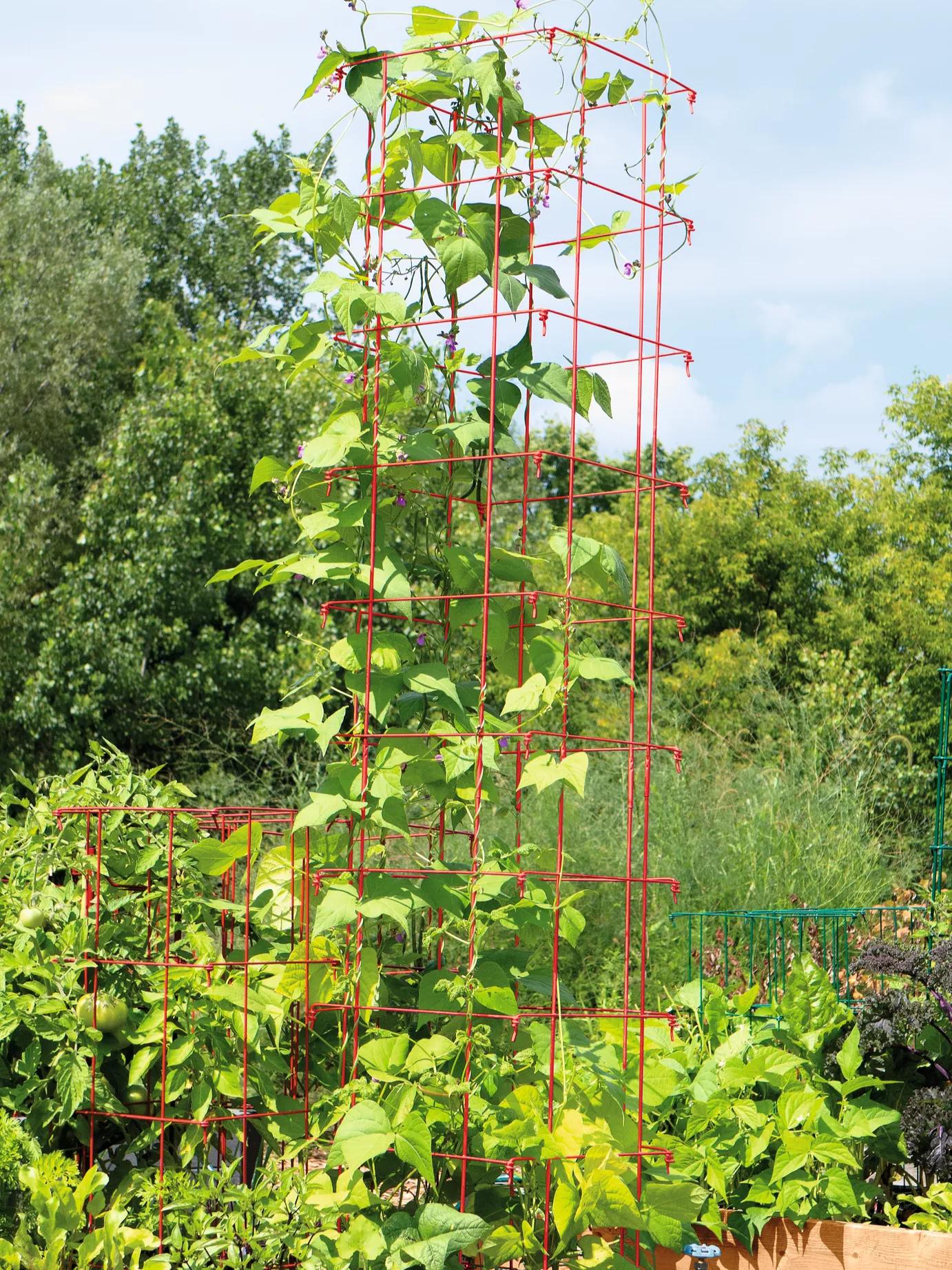 trellis for green bean plants Bean Tower | RED