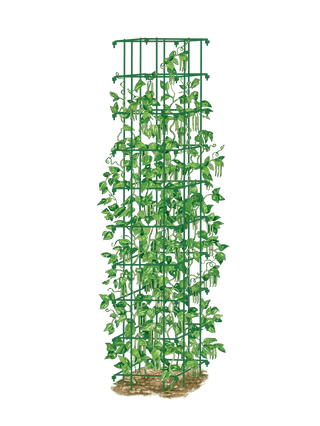  || https://assets.gardeners.com/transform/6d651bfc-96ae-4944-b5d7-4d3e617dc9a7/8587060_0008_GRN-tif