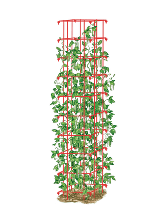  || https://assets.gardeners.com/transform/e1f5d356-3597-488d-999f-cab2b4ff0088/8587060_0008_RED-tif
