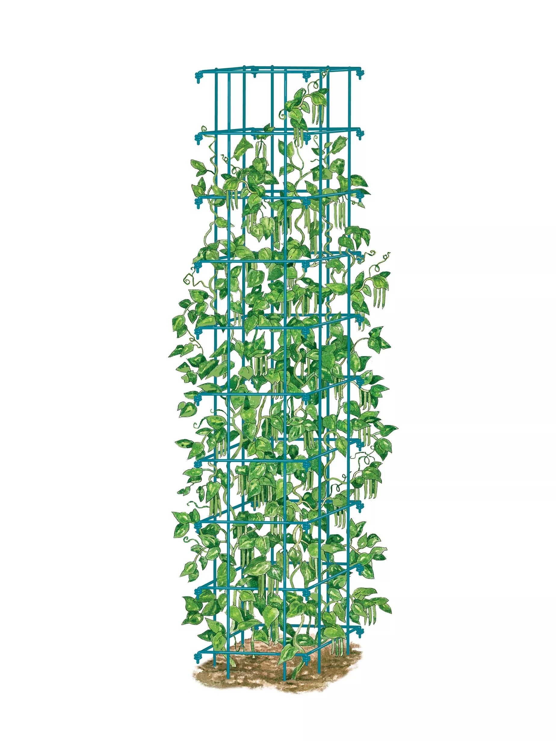 gurney's seed & nursery company bean tower plant trellis Bean Trellis - Pole Bean Trellis - Green Bean Trellis