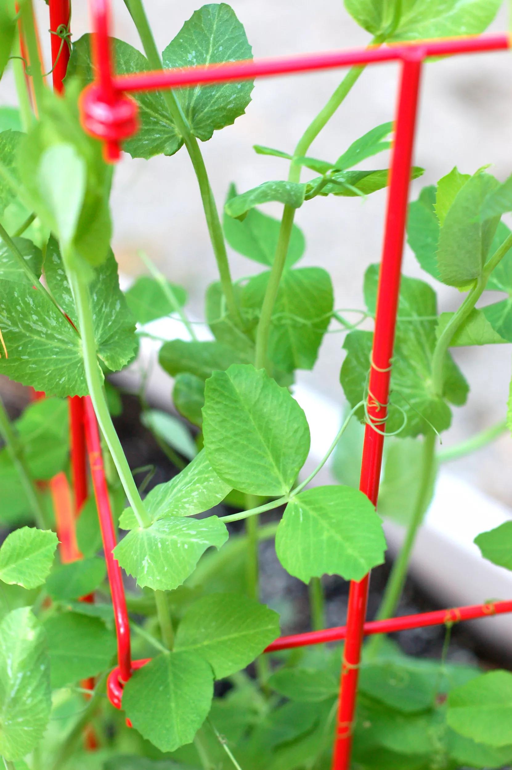 trellis pea plants Pea Trellis: Tall and Expandable Steel Trellis
