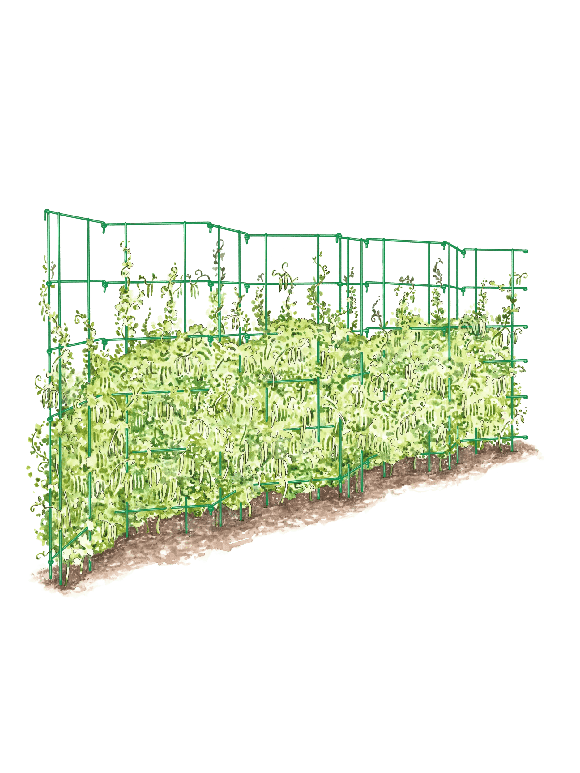 expandable plant trellis Expandable Pea Trellis | GREEN