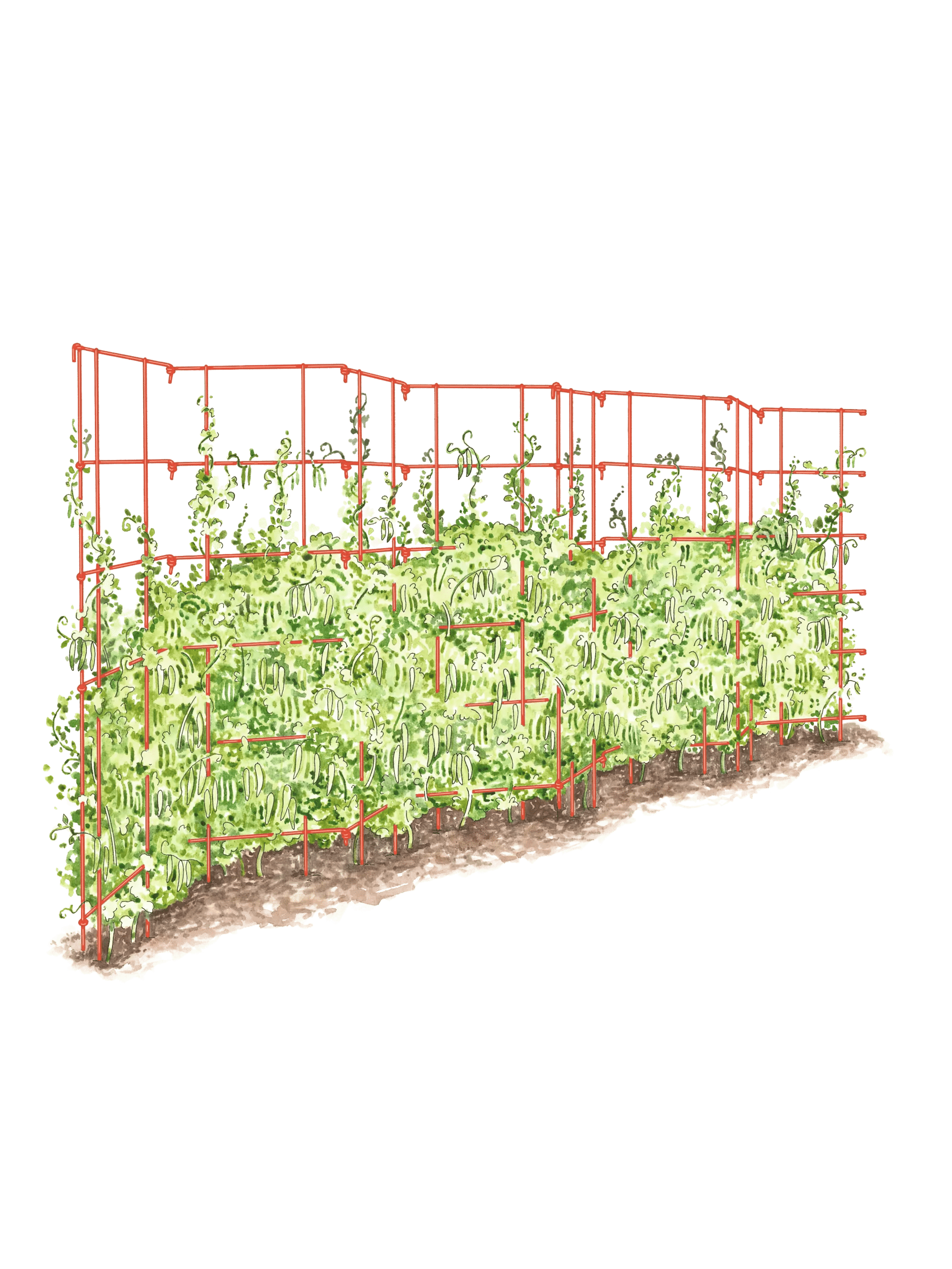 expandable wooden trellis Expandable Pea Trellis | GREEN