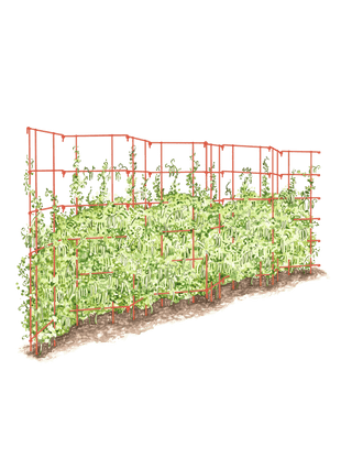  || https://assets.gardeners.com/transform/c5012ff6-9fd7-4a1c-b14e-0f4e308ff04a/8587061_PeaFence_Red_001E-tif