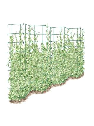  || https://assets.gardeners.com/transform/91d15ae2-c8a6-428d-b060-dfca8be91175/8587062_0001_GRN-tif