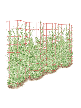  || https://assets.gardeners.com/transform/b2cda7b6-be5c-4209-812d-483913bf7715/8587062_0001_RED_tall-expandable-pea-trelis-tif