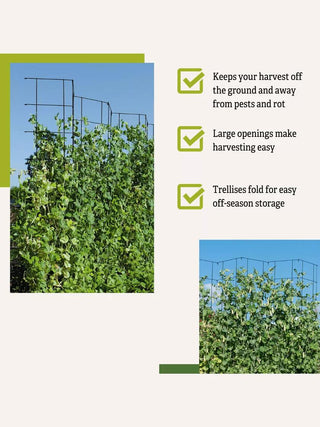  || https://assets.gardeners.com/transform/c34075d1-2950-4cde-a853-a525af972c4d/8587062_6