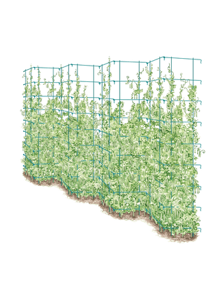  || https://assets.gardeners.com/transform/c61c5776-985f-43a4-9403-8dfc27b04379/8587062_TallPea_BLUE-tif