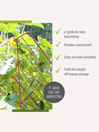  || https://assets.gardeners.com/transform/aa50a561-524e-4f05-b85f-3be4dcba55d8/8587081_6