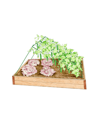  || https://assets.gardeners.com/transform/4e6b33a8-447d-4a87-a304-8ace42f1ee38/8587081_CukeTrellis-M_Grn_fl_001E-tif