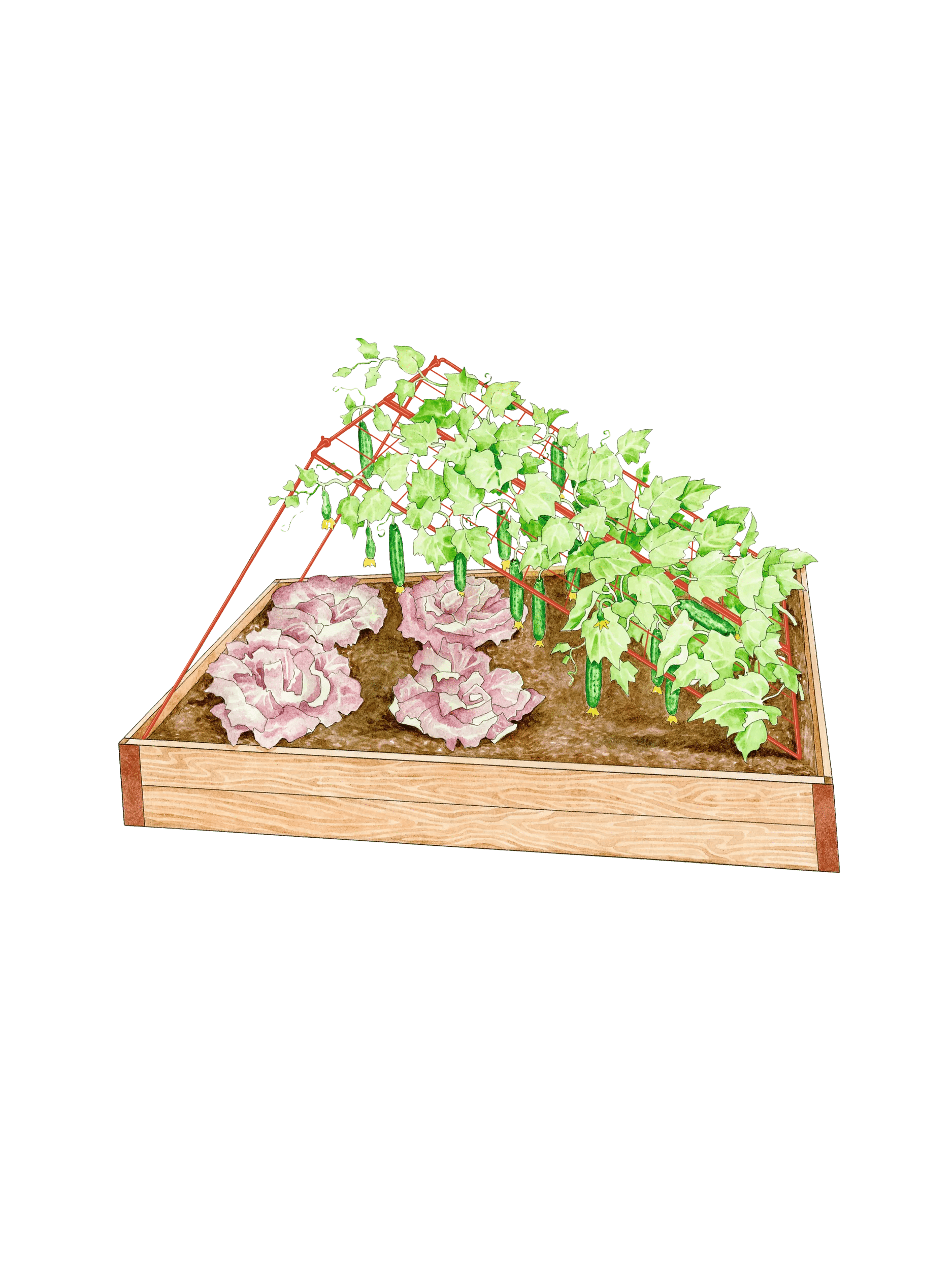 cucumber plant rack Medium Cucumber Trellis | Red